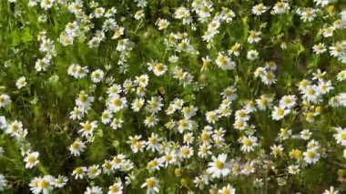 Papatya çiçeği tarlası. Çiçek açmış papatya tarlası.