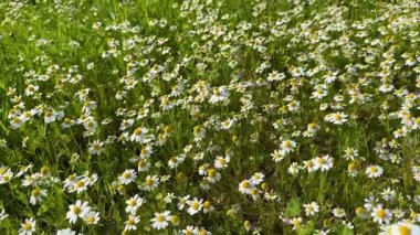 Papatya çiçeği tarlası. Çiçek açmış papatya tarlası.
