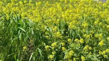 Sarı yabani hardal çiçekleri tarlası. Sarı kır çiçeklerinin yakın çekimi..