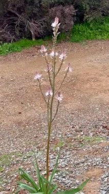 Vahşi bitkilerin yakın çekimi. Çiçek arka planı.