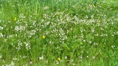 Sarı ve beyaz kır çiçeklerinin açtığı bir tarla. Papatyalar birçok ülkenin manzaralarını parlak sarı renkleriyle süslerler..