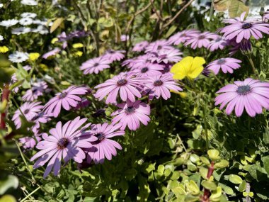 Bahçede büyüyen Afrikalı bir papatya, Osteospermum 'un yakın çekimi. Çiçekler baharda açar..
