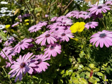 Bahçede büyüyen Afrikalı bir papatya, Osteospermum 'un yakın çekimi. Çiçekler baharda açar..