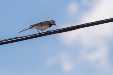 Gökyüzüne karşı tel üzerinde kuyruksallayan
