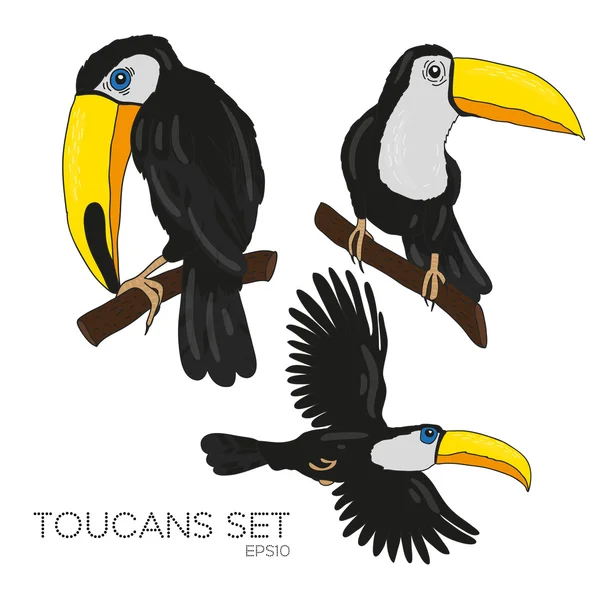 Ensemble toucans vectoriels . — Image vectorielle