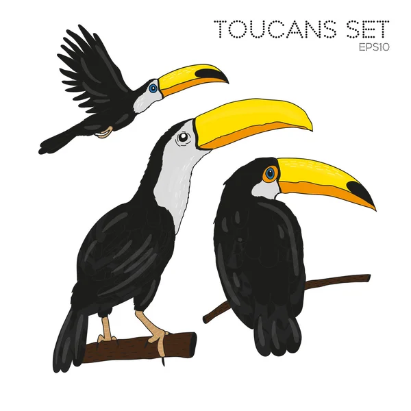 Ensemble toucans vectoriels . — Image vectorielle