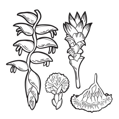 Elle çizilmiş tropik çiçekler kümesi vektör.