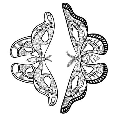 Kontur vektör güve, siyah ve beyaz 