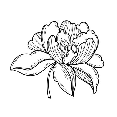 Fantezi Şakayık çiçeği. 