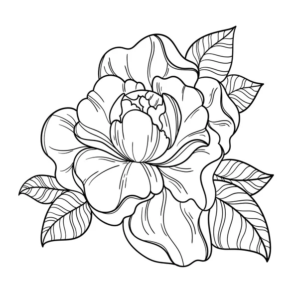 Fantaisie fleur de pivoine . Graphismes Vectoriels