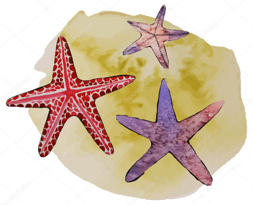 Colorful sea stars