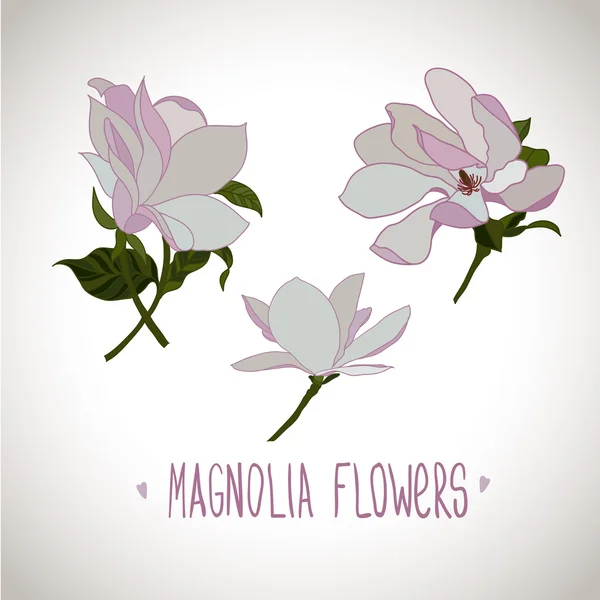 Magnolia λουλούδια για σχεδιασμό — Διανυσματικό Αρχείο