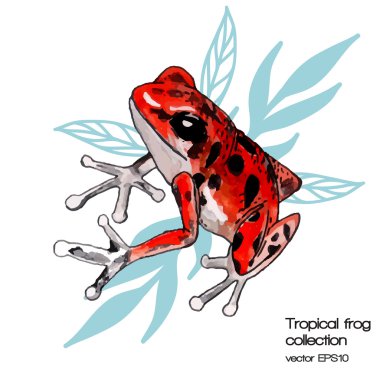 suluboya tropikal kurbağa