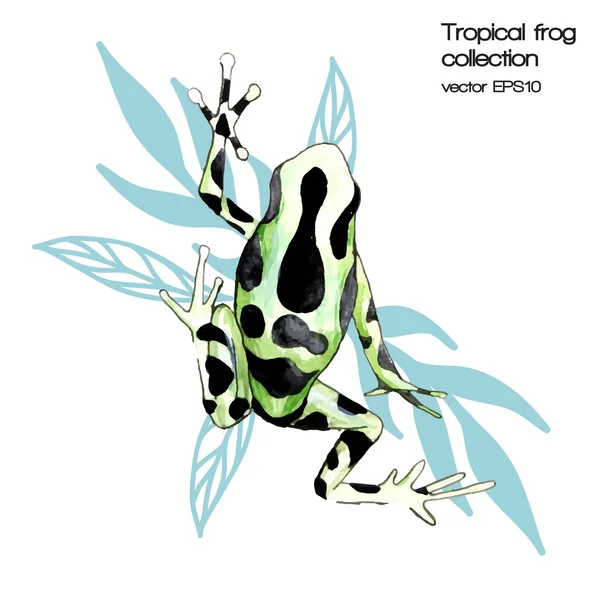 Watercolor tropical frog — Stock Vector