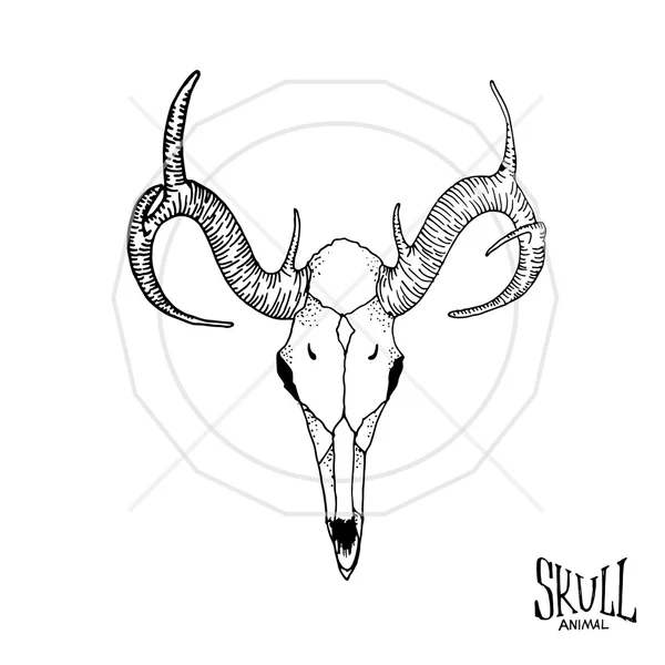 Crâne d'animal avec cornes — Image vectorielle