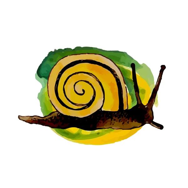 Vector acuarela caracol — Vector de stock