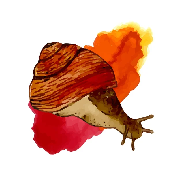 Vektor-Aquarellschnecke — Stockvektor