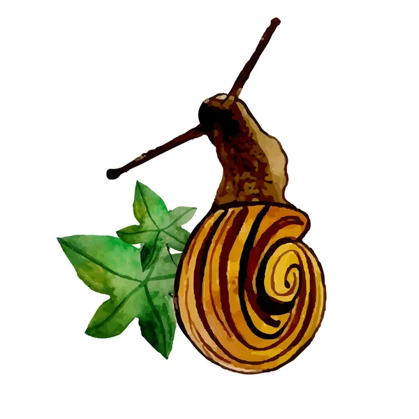 Vector acuarela caracol — Vector de stock