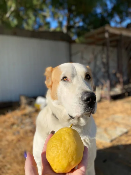 Cane Pera — Foto Stock