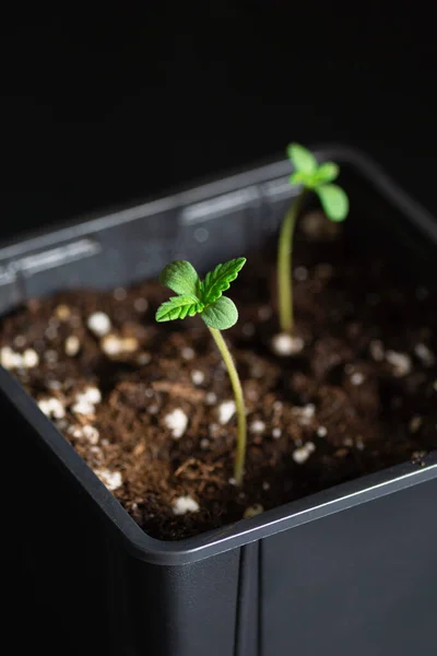 Dua Tiny Growing Cannabis Seedlings Sprouting Pot Black Background — Stok Foto
