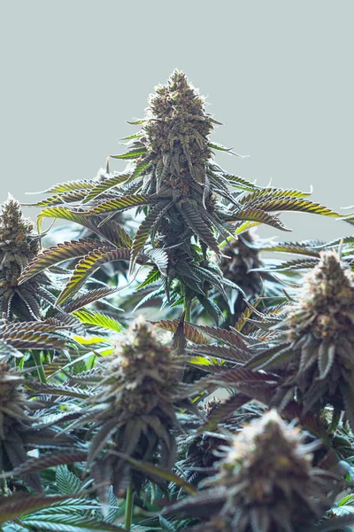 Floraison Cannabis Médical Plantes Cannabis Avec Rapport Cbd Thc Pour — Photo