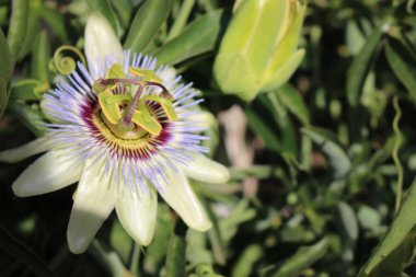 Güneşli havada güzel, büyük beyaz Pasiflora çiçeği. Yakın plan, bulanık arkaplan