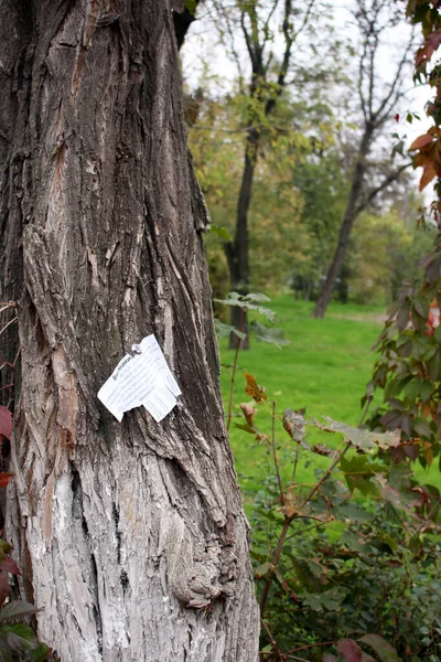 Cheap working illegal advertisement in the park on a tree with a button. Close-up, blurred background