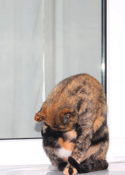 A beautiful adult tricolor cat is washing on the windowsill. Close-up