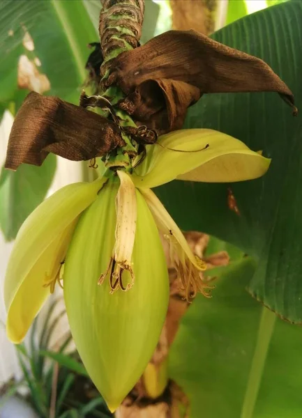 Μπανάνα Λουλούδι Close Μεγάλο Κίτρινο Λουλούδι — Φωτογραφία Αρχείου