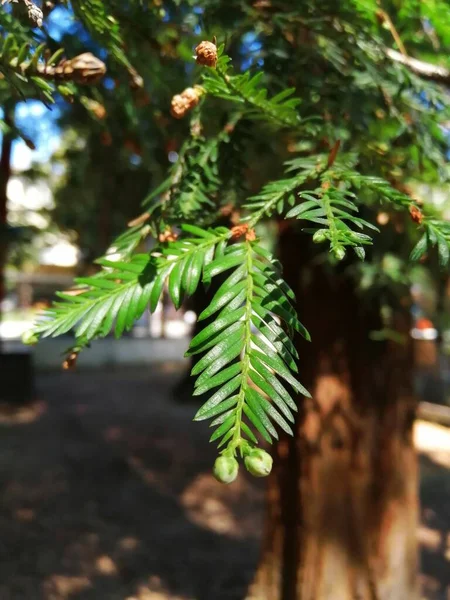 Sprig Christmas Trees — Stock Photo, Image