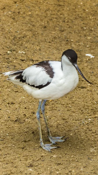 Standing on sandy ground avocet portrait