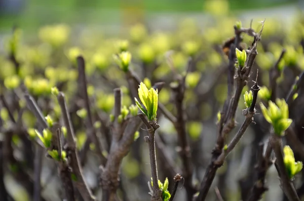 Brotes verdes en primavera — Foto de Stock