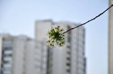 Ağaç dalı bahar ve konut gökdelen tepesinden