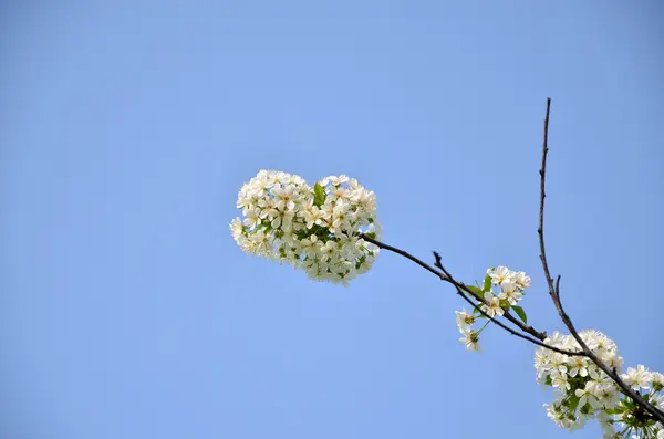 Rama de árboles en flor y cielo azul —  Fotos de Stock