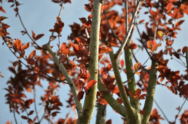 Ramas de árboles rojizos y cielo — Foto de Stock