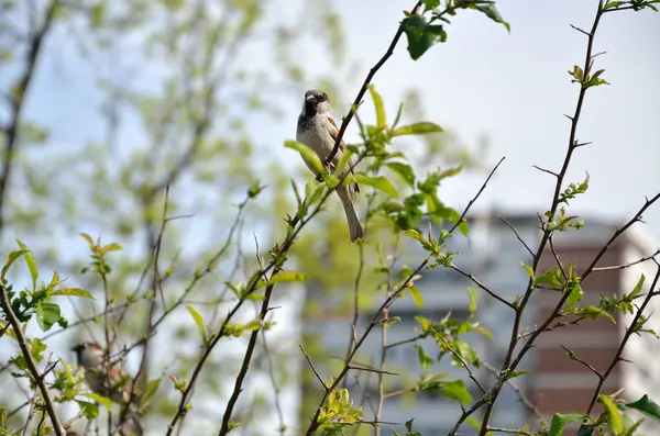 Sparrow on Branch - Simbolul Belgradului — Fotografie, imagine de stoc
