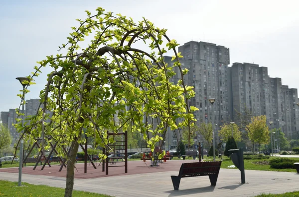 Дерево вершини в міському парку весни — стокове фото