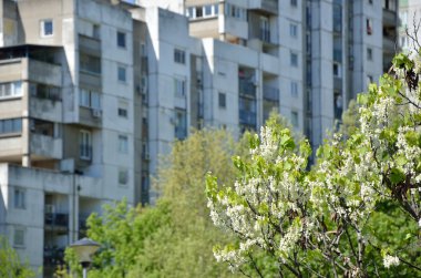 Ağaç bahar konut yapı ile üst