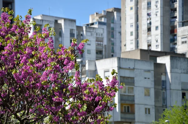 Tree Top in Spring with Residential Buildings — Stock Photo, Image