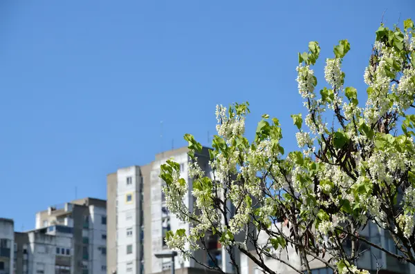 Tree Top in Spring with Residential Building — Stock Photo, Image