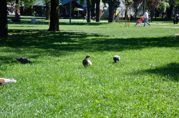Güvercinler yeşil çim üzerinde — Stok fotoğraf