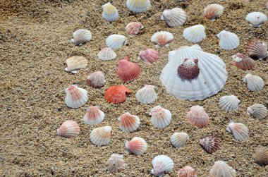 Seashells Sandy Beach grup