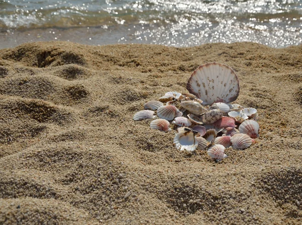 Grupo de conchas marinas en la playa —  Fotos de Stock