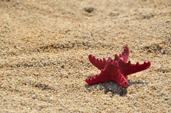 Starfish on Beach — Stock Photo, Image