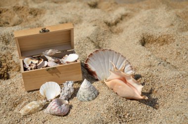 Ahşap göğüs Seashells dolu