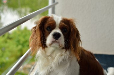 Güzel Cavalier King Charles Spaniel