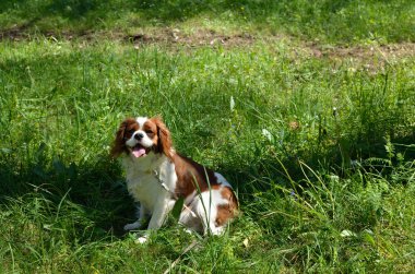 Sevimli köpek, Cavalier King Charles Spaniel (Bodrum) çayır