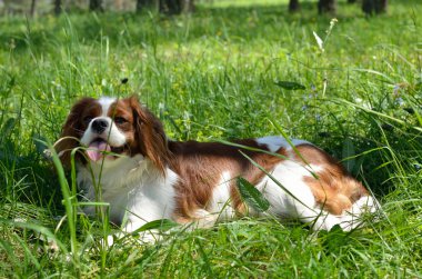 Sevimli köpek, Cavalier King Charles Spaniel (çalıştırdıktan sonra Blenheim)