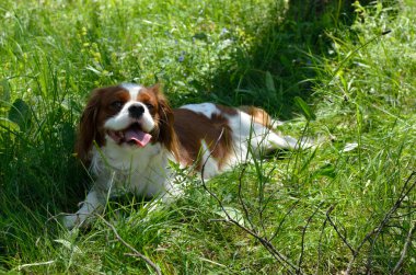 Sevimli köpek, Cavalier King Charles Spaniel (çalıştırdıktan sonra Blenheim)