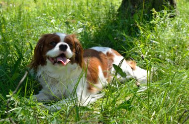 Sevimli köpek, Cavalier King Charles Spaniel (Bodrum) sonra yürüyüş